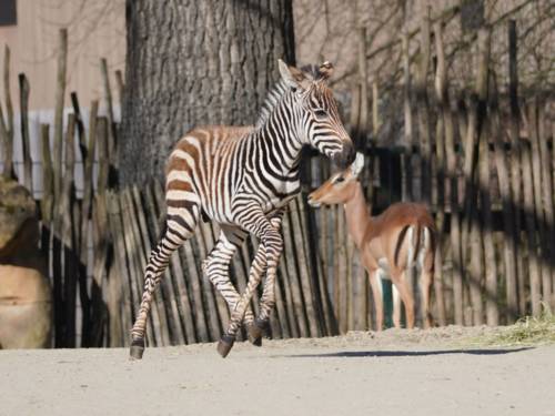 Junges Zebra im Erlebnis-Zoo Hannover.